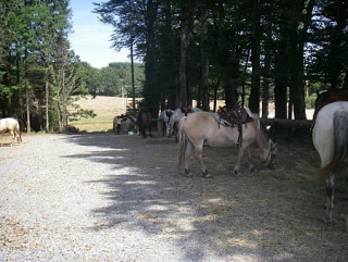 Les chevaux du centre Equestre